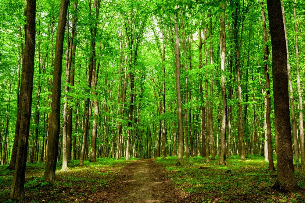 膠合板行業(yè)迎來革命性突破 真正的無(wú)醛無(wú)苯板材膠正式來臨，重塑裝飾家具板材新標(biāo)準(zhǔn)